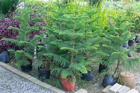 Growing and Caring for Norfolk Island Pine (Araucaria heterophylla ...