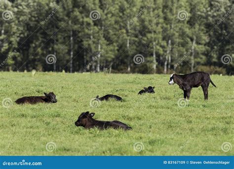 Black Angus Calves stock image. Image of pasture, ranch - 83167109