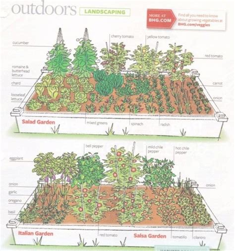 Companion Planting In Raised Beds - MyPlant