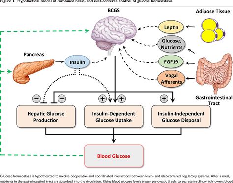 Figure 1 from Gut-brain mechanisms controlling glucose homeostasis | Semantic Scholar