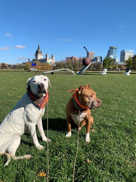 Exploring Dog Friendly Minneapolis, Minnesota