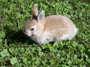 File:Rabbit small.JPG - Wikimedia Commons