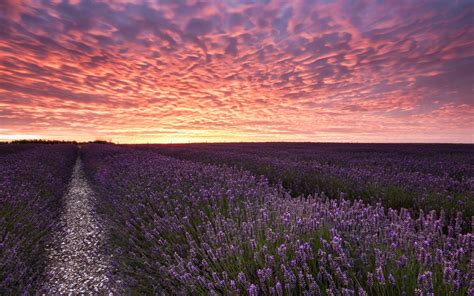 Lavender Field Sunset Wallpapers - Top Free Lavender Field Sunset ...