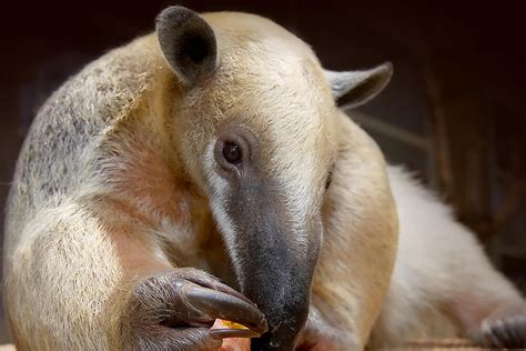 Tamandua or Lesser Anteater | San Diego Zoo Animals & Plants