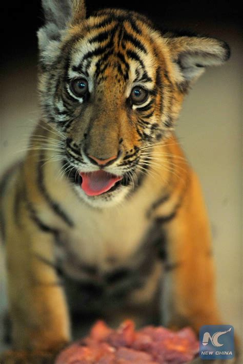 Photos: Twin South China tiger cubs born at Nanchang Zoo in East China ...