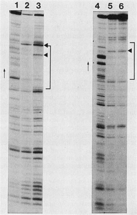 DNase footprinting. The probe labeled at only one end of one strand was... | Download Scientific ...