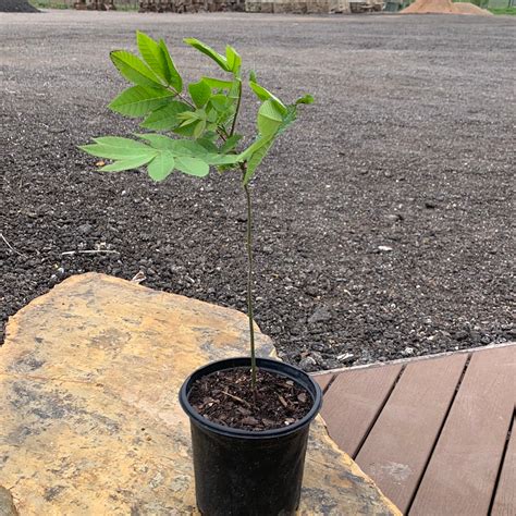 Walnut Black Native – Texas Tree Farms