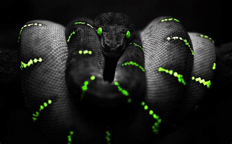 Pin by humphrey kim on emam | Snake wallpaper, Black hd wallpaper, Snake