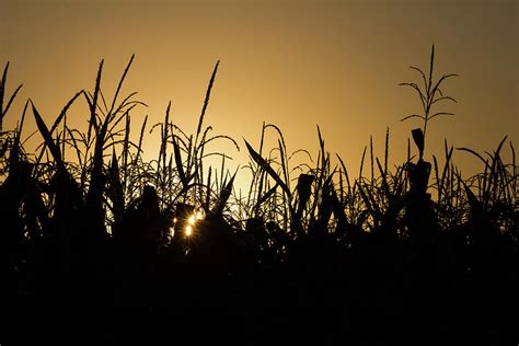 Corn Field Sunrise Photograph by Penny Meyers | Pixels