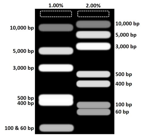 1 5 Agarose Gel Recipe | Dandk Organizer