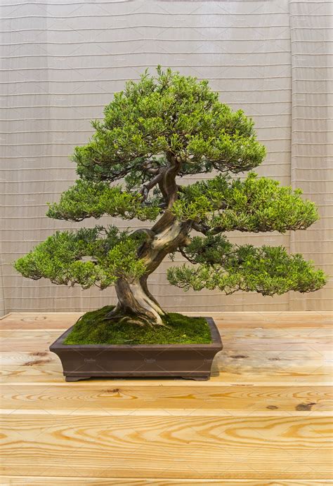 SOLD OUT - Introduction to Bonsai - Waterfront Botanical Gardens