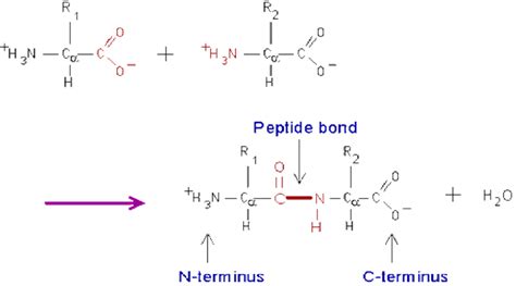 1. Peptide bond formation by a condensation reaction. | Download Scientific Diagram