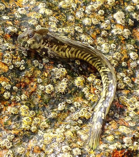 Mudskippers: Unusual Fish That Live on Land and in Water | Owlcation