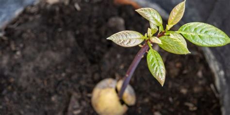 Avocado Tree Growth Stages | Life Cycle