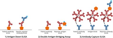 Antigen Antibody Reaction Elisa