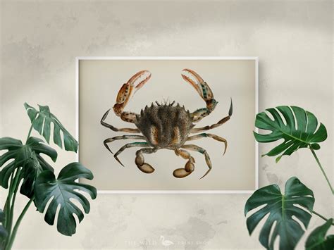 Crab Print Vintage Crab Print Crab Wall Art Nautical Print | Etsy