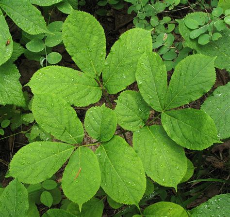 Stories from the Wigwam: Medicinal Monday - Wild Sarsaparilla