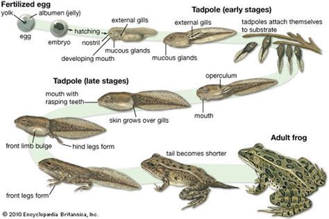 Frogs vs. Tadpoles - Introduction & Question