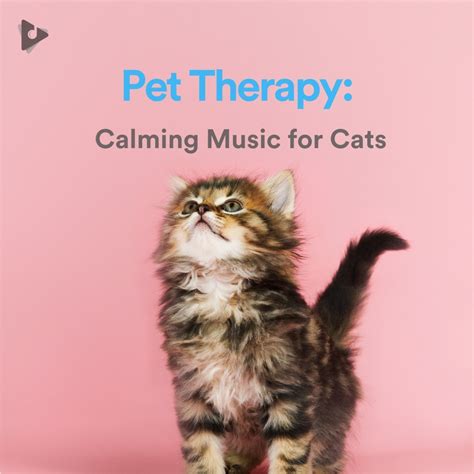 Pet Therapy: Calming Music for Cats Playlist | Lullify