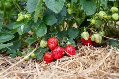 Popular Strawberry Varieties (Complete Guide)