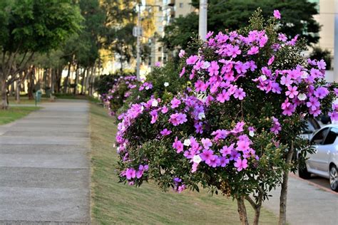 Tibouchina Tree: Growth and Care Guide - GFL Outdoors