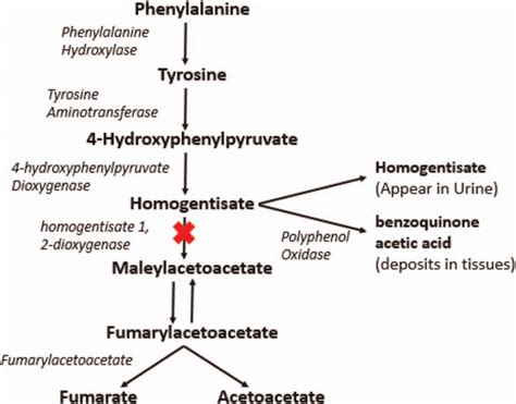 Kegg Pathway Tyrosine Metabolism - vrogue.co