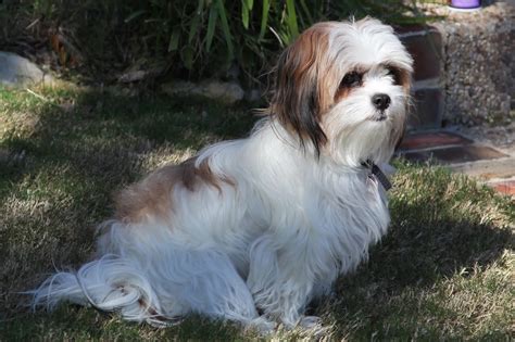 adult maltese shih tzu puppy images - Dog Breeders Guide