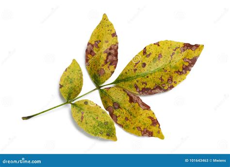 Radiant Fall Color Ash Leaves Closeup on White Stock Image - Image of background, nature: 101643463