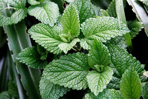 File:Mint leaves.jpg - Wikimedia Commons