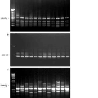 Antimicrobial susceptibility of Aerococcus viridans isolates. Strain ...