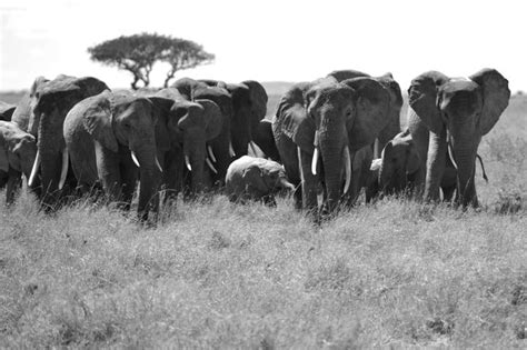 Premium Photo | View of elephant herd