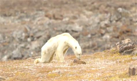 Heart Breaking Video Captures Starving Polar Bear's Last Hours on ...