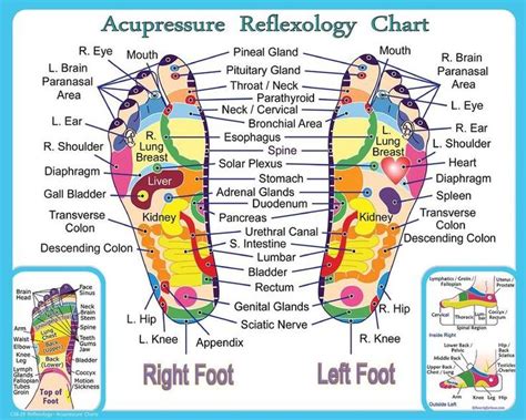 Pin by BellatrixXpH on Life Hacks | Reflexology chart, Acupressure ...