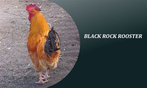 Unleashing the Dominance of Black Rock Rooster