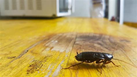 Early Signs Of A Cockroach Infestation | Infestations, Roach ...