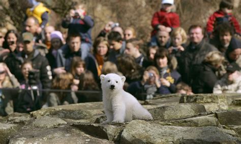 Knut the polar bear - NBC News