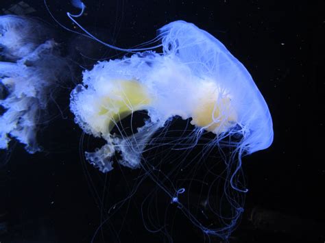 Free Images : vancouver, jellyfish, invertebrate, medusa, aquarium, cnidaria, macro photography ...