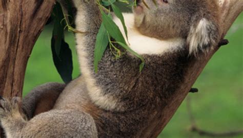 What Are the Physical Adaptations of a Koala Bear? | Sciencing