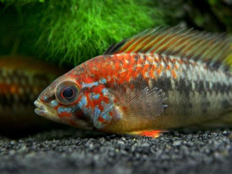 Viejita Dwarf Cichlid (Apistogramma viejita), Tank-Bred - Aquatic Arts