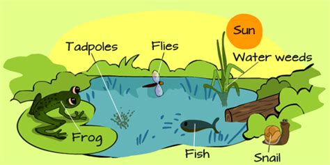 CeipToursScience5: UNIT 4 NATURAL SCIENCE: RELATIONSHIPS IN ECOSYSTEMS