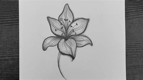 Jasmine Flower Drawing Ideas | Best Flower Site