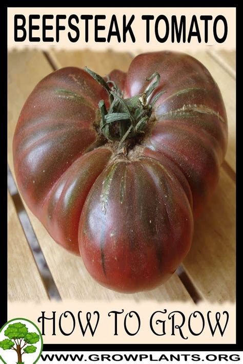 Beefsteak tomato - How to grow & care