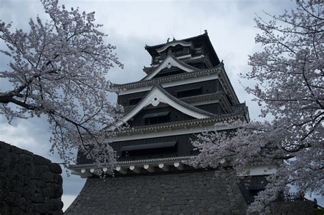 Gazing at cherry blossoms and history: hanami at Kumamoto Castle