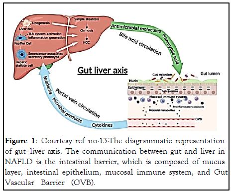 An update on the Association of Gut-Liver Axis with Gut Micro bio