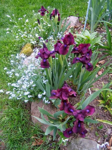 25 Best And Beautiful Iris Garden Ideas For Your Yard Inspiration – DECOREDO | Iris garden ...