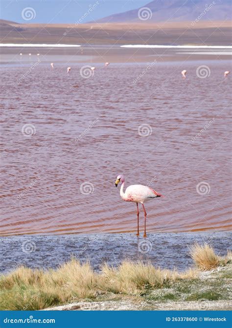 Flamingo in Red Lake Standing Stock Photo - Image of wildlife, bird ...