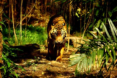 Jerat yang Membuat Harimau Sumatera Sekarat - Mongabay.co.id