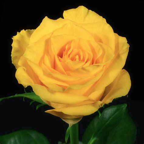 High and Yellow Magic Roses