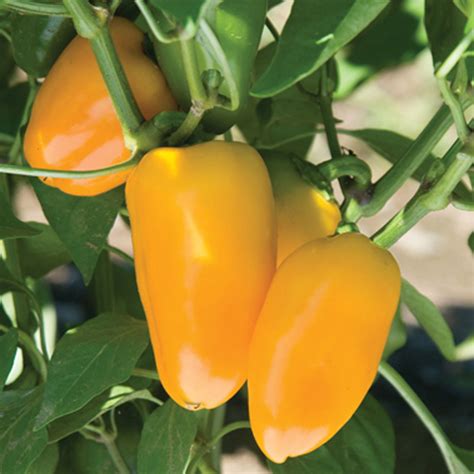 Lunch Box Yellow Mini Sweet Pepper Seeds - VIRIDIS HORTUS