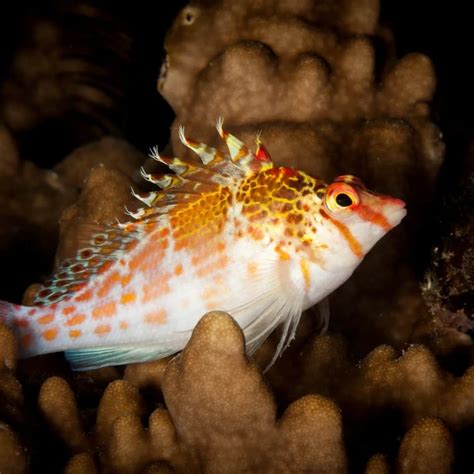 Dwarf hawkfish - Facts, Diet, Habitat & Pictures on Animalia.bio